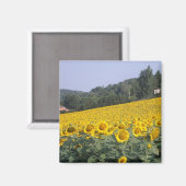 Zonnebloemen, magneet (Voorkant / Achterkant)