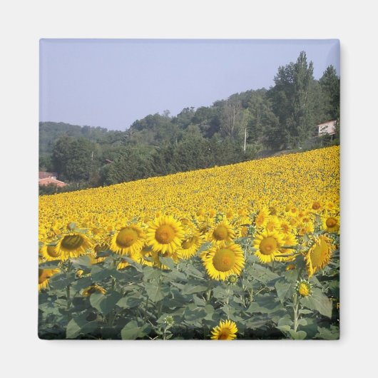 Zonnebloemen, magneet (Voorkant)