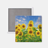 Zonnebloemen Magneet (Voorkant / Achterkant)
