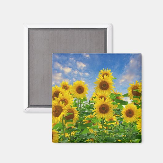 Zonnebloemen Magneet (Voorkant / Achterkant)