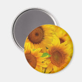 Zonnebloemen Magnet (Voorkant / Achterkant)