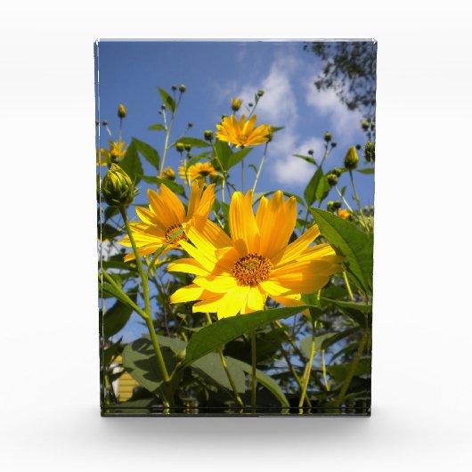 Zonnebloemen N Sky Wrapped Canvas Fotoblokken (Voorkant)