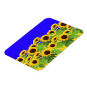 Zonnebloemen - Oekraïne - Vlaggenvrijheid Oekraïne Magneet (Linkerzijde)