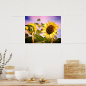 Zonnebloemen op RHS Wisley, Verenigd Koninkrijk Poster (Keuken)