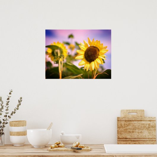 Zonnebloemen op RHS Wisley, Verenigd Koninkrijk Poster (Keuken)