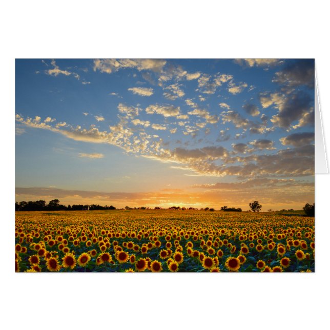 Zonnebloemen op Sunset (Voorkant Horizontaal)
