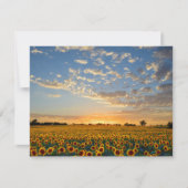 Zonnebloemen op Sunset (Voorkant)