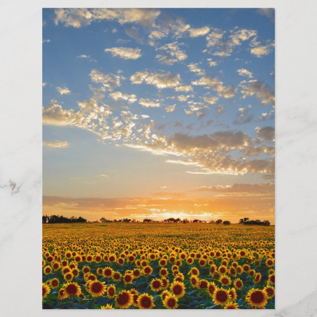 Zonnebloemen op Sunset (Voorkant)