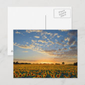 Zonnebloemen op Sunset Briefkaart (Voorkant / Achterkant)
