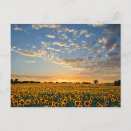 Zonnebloemen op Sunset Briefkaart