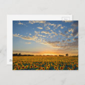 Zonnebloemen op Sunset Briefkaart (Voorkant / Achterkant)