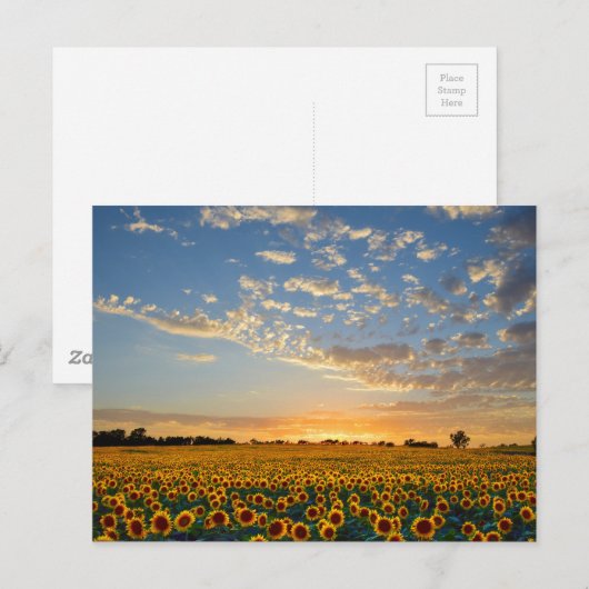 Zonnebloemen op Sunset Briefkaart (Voorkant / Achterkant)