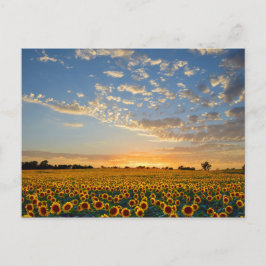 Zonnebloemen op Sunset Briefkaart