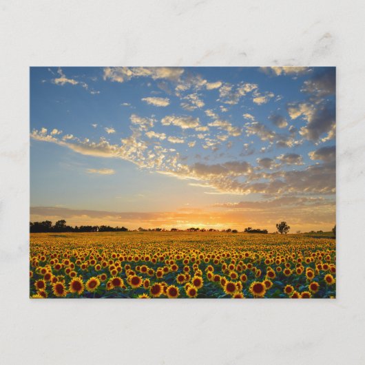 Zonnebloemen op Sunset Briefkaart (Voorkant)
