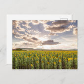 Zonnebloemen op Sunset Briefkaart (Voorkant / Achterkant)