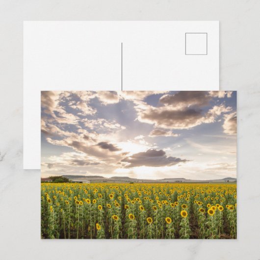 Zonnebloemen op Sunset Briefkaart (Voorkant / Achterkant)