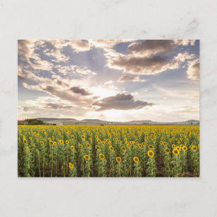 Zonnebloemen op Sunset Briefkaart