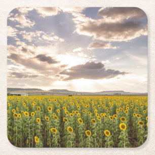 Zonnebloemen op Sunset Kartonnen Onderzetters