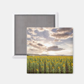 Zonnebloemen op Sunset Magneet (Voorkant / Achterkant)
