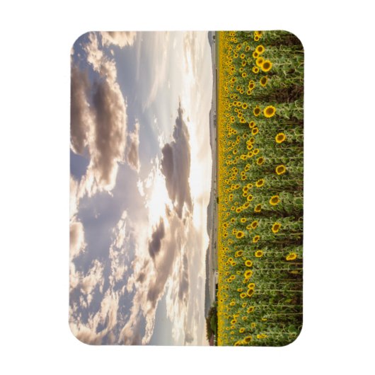 Zonnebloemen op Sunset Magneet (Verticaal)