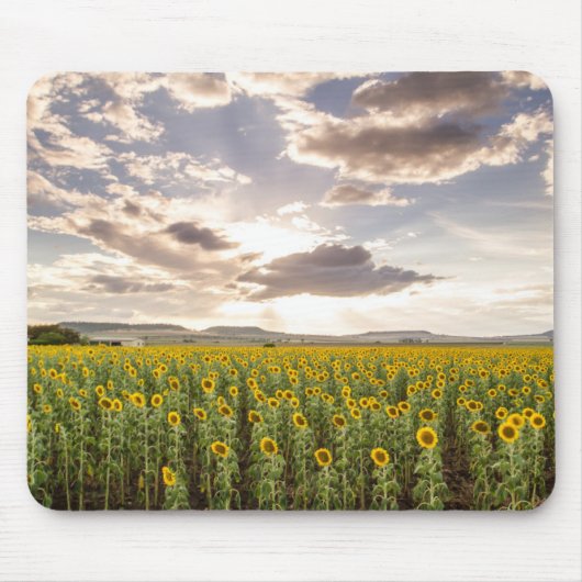 Zonnebloemen op Sunset Muismat (Voorkant)