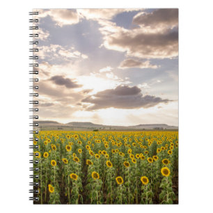 Zonnebloemen op Sunset Notitieboek
