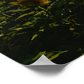 Zonnebloemen op Sunset Poster (Hoek)