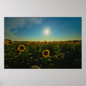 Zonnebloemen op Sunset Poster (Voorkant)