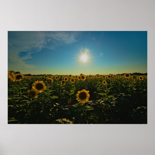 Zonnebloemen op Sunset Poster (Voorkant)