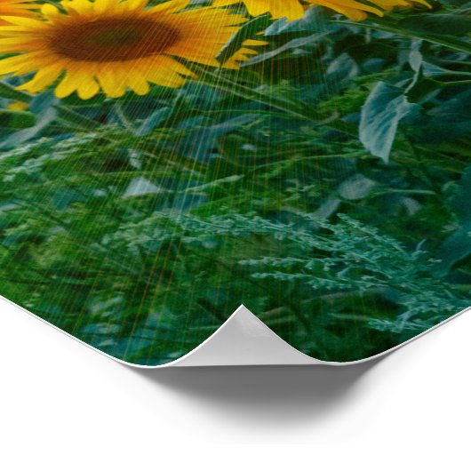 Zonnebloemen op Sunset Poster (Hoek)