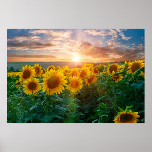 Zonnebloemen op Sunset Poster