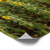 Zonnebloemen op Sunset Poster (Hoek)