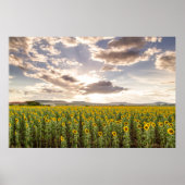 Zonnebloemen op Sunset Poster (Voorkant)