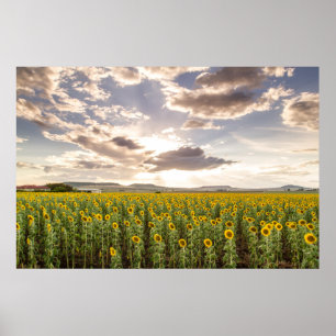 Zonnebloemen op Sunset Poster