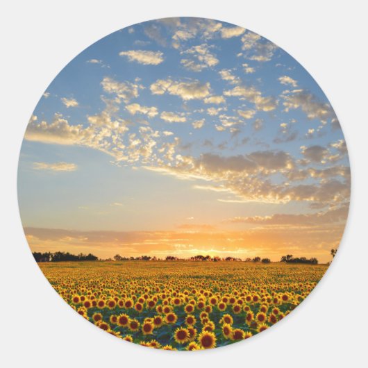 Zonnebloemen op Sunset Ronde Sticker (Voorkant)