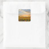 Zonnebloemen op Sunset Vierkante Sticker (Tas)