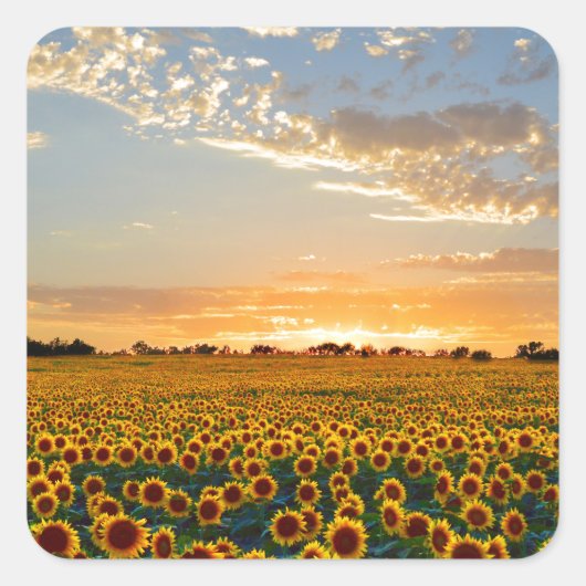 Zonnebloemen op Sunset Vierkante Sticker (Voorkant)