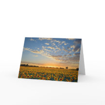 Zonnebloemen op zonsondergang