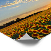 Zonnebloemen op zonsondergang van 12x8 inch poster (Hoek)