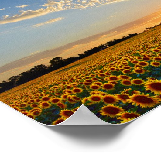 Zonnebloemen op zonsondergang van 12x8 inch poster (Hoek)