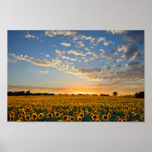 Zonnebloemen op zonsondergang van 12x8 inch poster