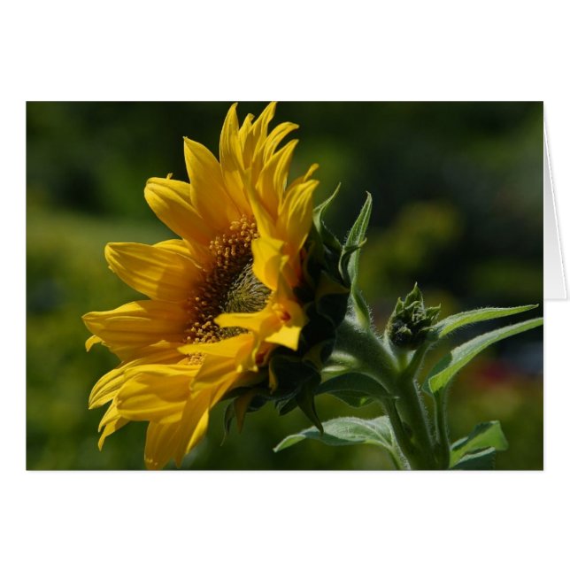 Zonnebloemen Petals Pollen Yellow (Voorkant Horizontaal)