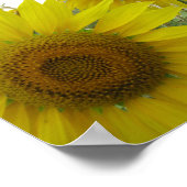 Zonnebloemen Photo Value Poster papier (mat) (Hoek)