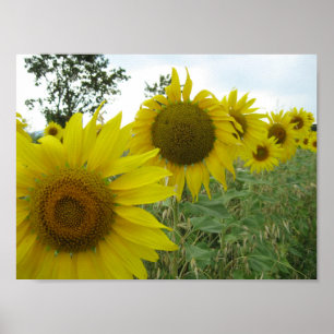 Zonnebloemen Photo Value Poster papier (mat)