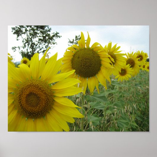 Zonnebloemen Photo Value Poster papier (mat) (Voorkant)