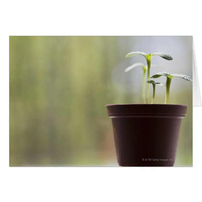 Zonnebloemen planten die in potten ontkiemen (Voorkant Horizontaal)