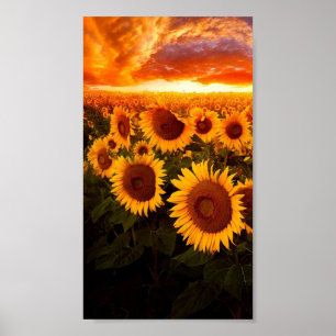 Zonnebloemen Poster