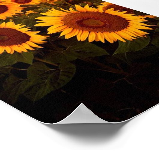 Zonnebloemen Poster (Hoek)