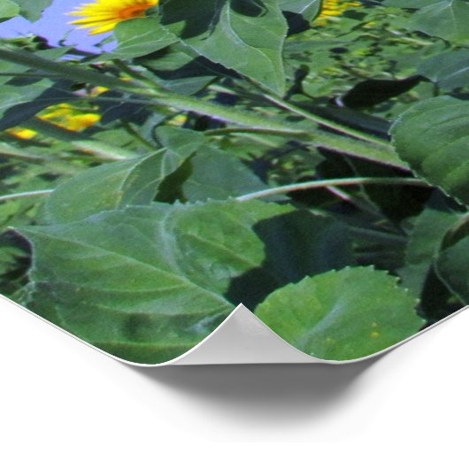 Zonnebloemen Poster (Hoek)