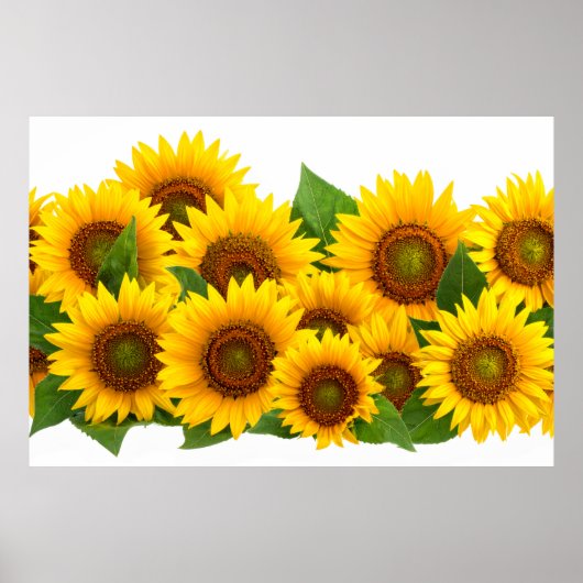 Zonnebloemen Poster (Voorkant)